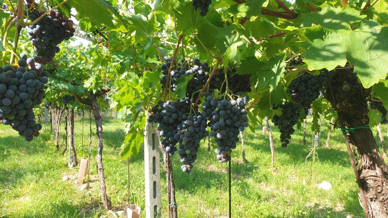 Suite La Torretta - Ca' Del Volo Grezzana Eksteriør bilde